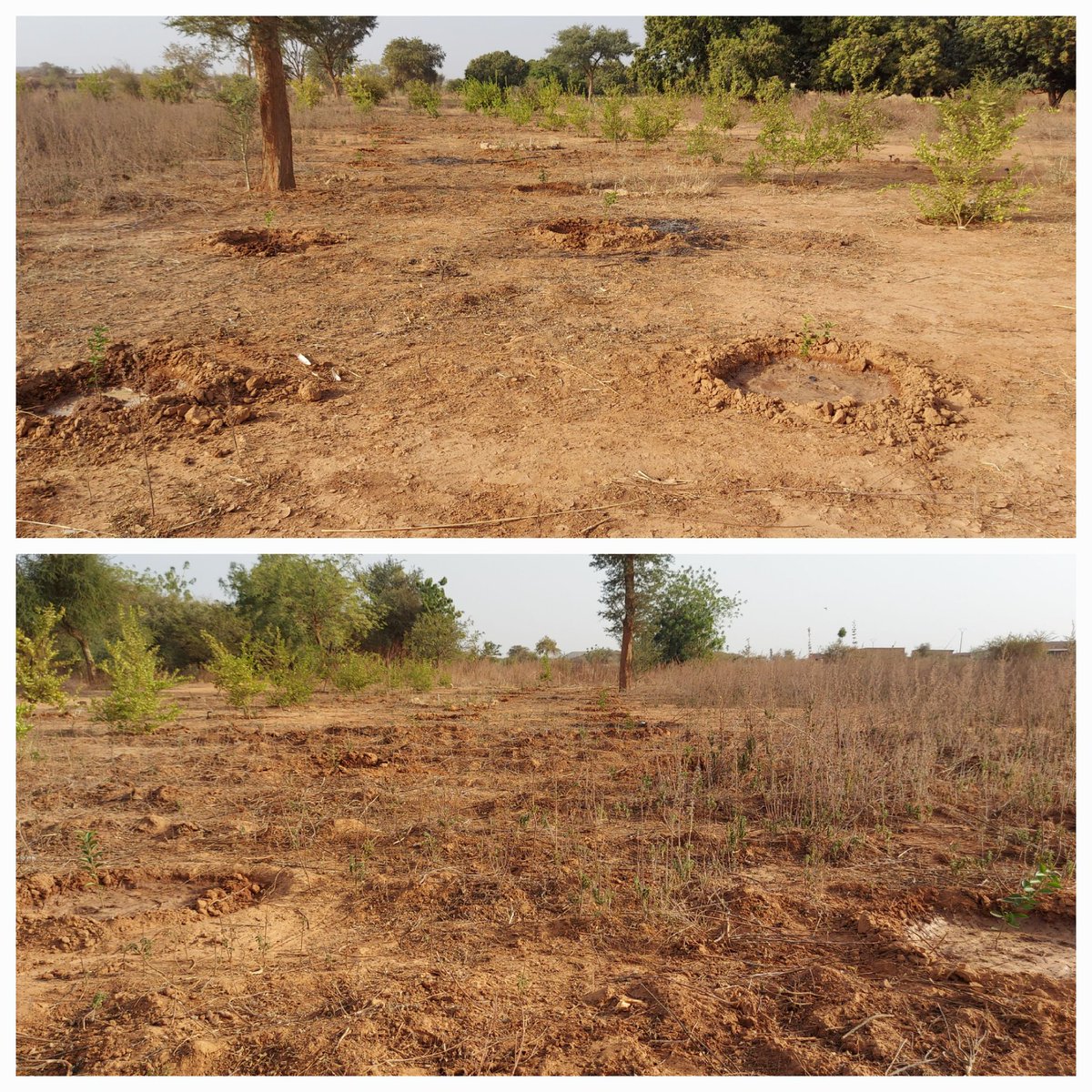 Tomono Farm tweet media