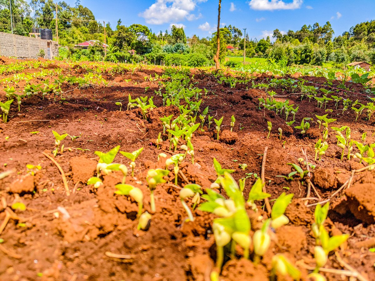 bantuAg's tweet photo. Let's all join hands to support the local young people have the opportunity to serve the Republic diligently through sustainable Agriculture @mohammedhersi. I want to bring my food to the coast too 🤗 @kilimoKE @USEmbassyKenya @GermanyinKenya @USAmbKenya https://t.co/sU22Ows8nF
