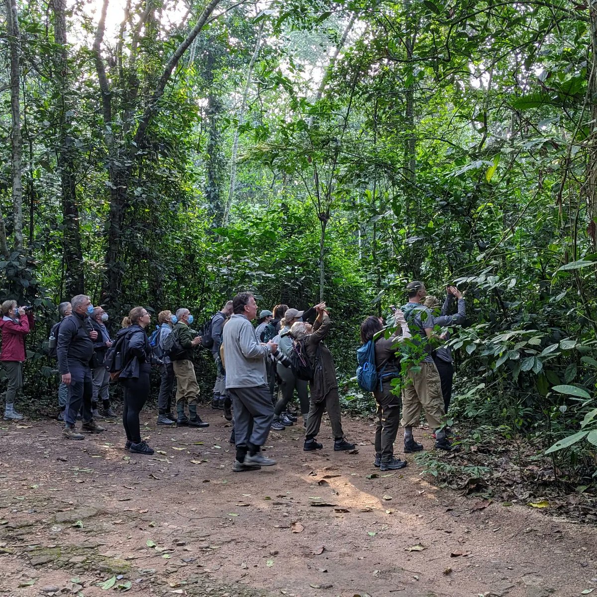 ExploreWildlif4's tweet photo. #Safari 

Today chimpanzee trekking experience in Uganda, Kibale National Park.
#Trending https://t.co/Am01ZsXRmx