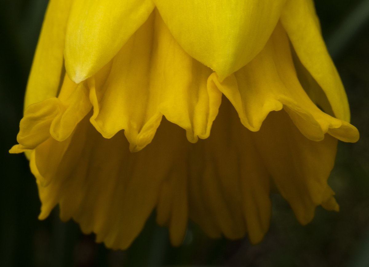 RosieKeys's tweet photo. @3la_shoots Couple years ago when I first used my macro lens, I fell in love straight away! https://t.co/qgBfQXNaTV