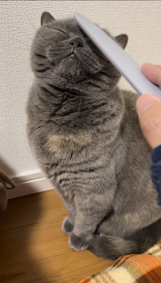 Leitch_March's tweet photo. ねこじゃすりの反応【ブリティッシュショートヘア/british shorthair】billee https://t.co/yhAPeFKtfg @YouTubeより
#ねこじゃすり
#猫
#ブリティッシュショートヘア
#ブリショ 
#猫のいる暮らし 
#猫好き https://t.co/ZGLnnBgj7g