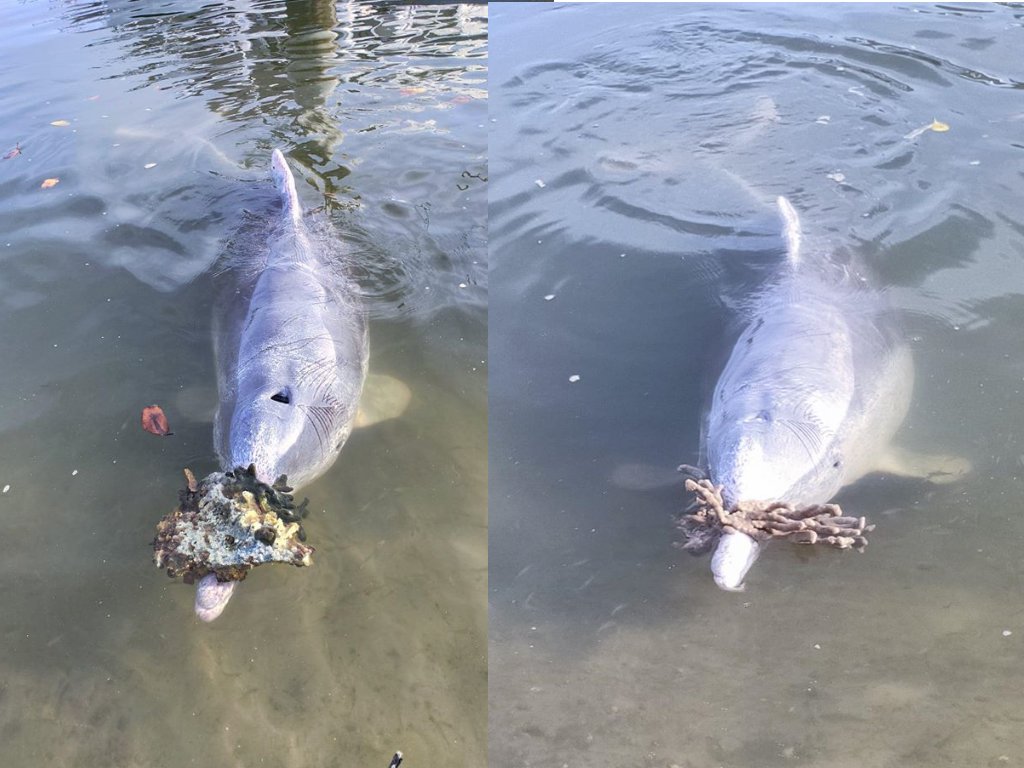 The story of when dolphins in Australia brought gifts of coral to shore because they missed interacting with visitors amid COVID-19 pandemic in 2020

[read more: buff.ly/3l0NbIT]