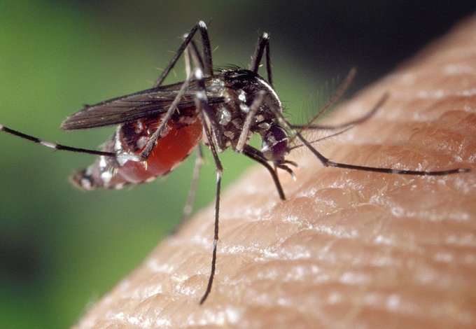 Foto cedida por Ayuntamiento de Rivas