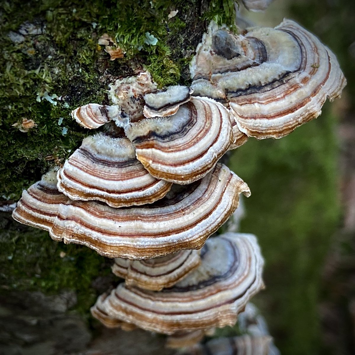 bernoid's tweet photo. Mushroom Monday #MushroomMonday #turkeytail #scarletelfcup #fungi https://t.co/uXs9RWMVSS
