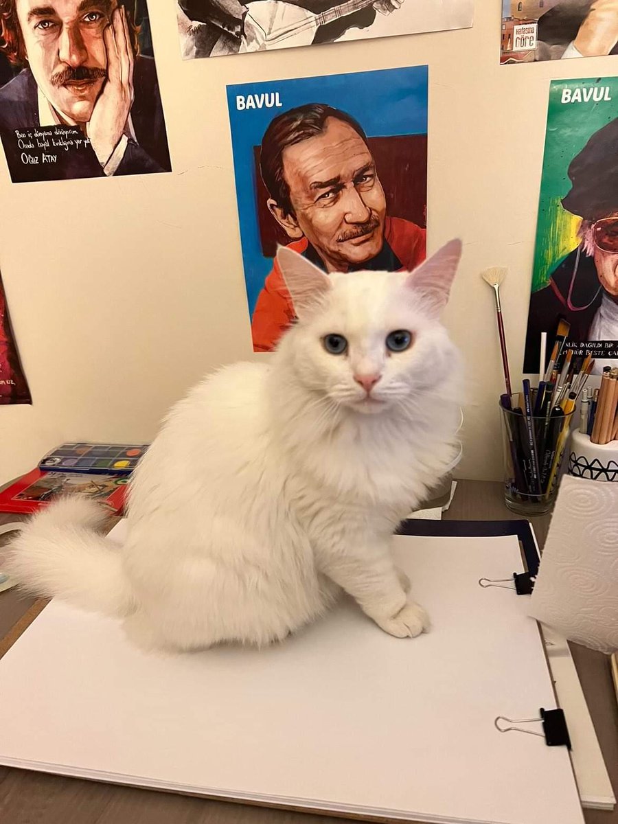 İskenderun çay mahallesi mete aslan bulvarı murat apartmanında kaldı. Deprem sonrası evin içinde ve binada bulamadık. Çipi var. 
05539866027