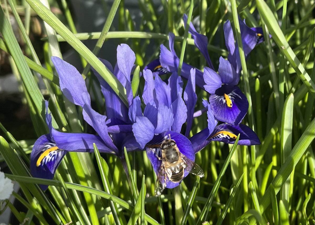 OMG!! A bee or bee fly chilling in the sunshine on an iris!! 🌿🐝💙🐝🌿🐝💙🐝🌿#Ancoats #balcony #flowers #flowerhunting #spring #gardening #bees #FlowerReport #SaveTheBees #Manchester #springtime #springcountdown