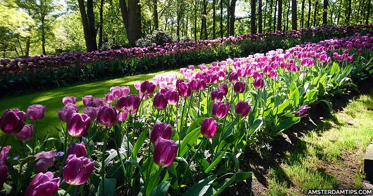 AdamBoenderB's tweet photo. Keukenhof is the world famous flower garden park – one of the most popular tourist attractions in the country, normally attracting 1.5 million visitors during springtime. 
https://t.co/mgYppvcheu https://t.co/6ZOKo4G6qO