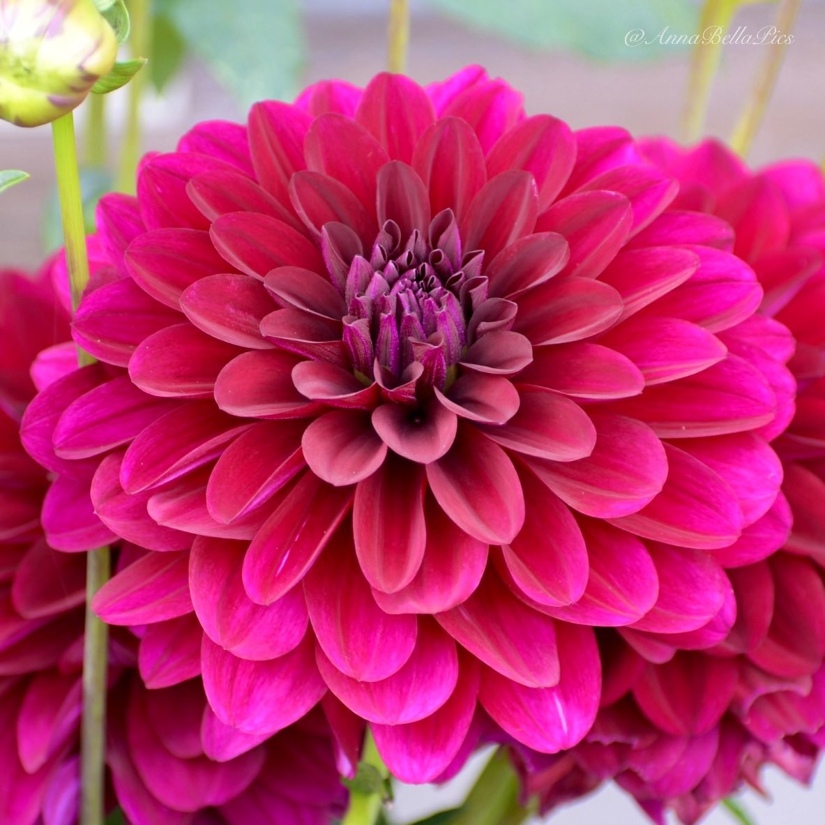 AnnaBellaPics's tweet photo. More dahlia dreaming as the dahlia tubers start to arrive at the stores here💞 Happy new week🌸 #flowers #gardening https://t.co/1sFY4aD7Wd