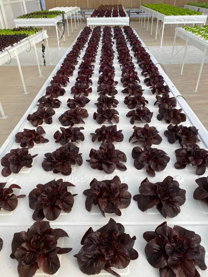 rijkzwaanES's tweet photo. Así de maravillosos están nuestros cultivos para que los visitéis desde hoy hasta próximo viernes en el #WinterOpenFieldDays e-vent 2023 #FreshlyForward que ha comenzado en nuestro Centro de Experimentación y Desarrollo - #CEDLaPalma en Cartagena (Murcia). ¡Os estamos esperando! https://t.co/JLgKXNbL2F