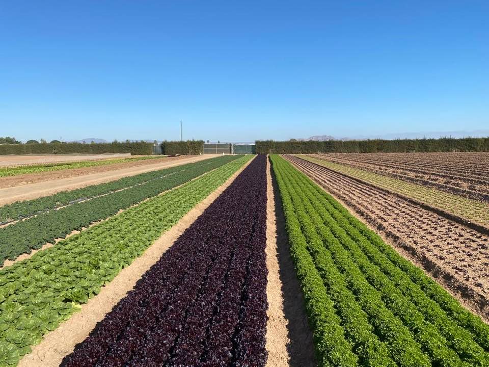 rijkzwaanES's tweet photo. Así de maravillosos están nuestros cultivos para que los visitéis desde hoy hasta próximo viernes en el #WinterOpenFieldDays e-vent 2023 #FreshlyForward que ha comenzado en nuestro Centro de Experimentación y Desarrollo - #CEDLaPalma en Cartagena (Murcia). ¡Os estamos esperando! https://t.co/JLgKXNbL2F