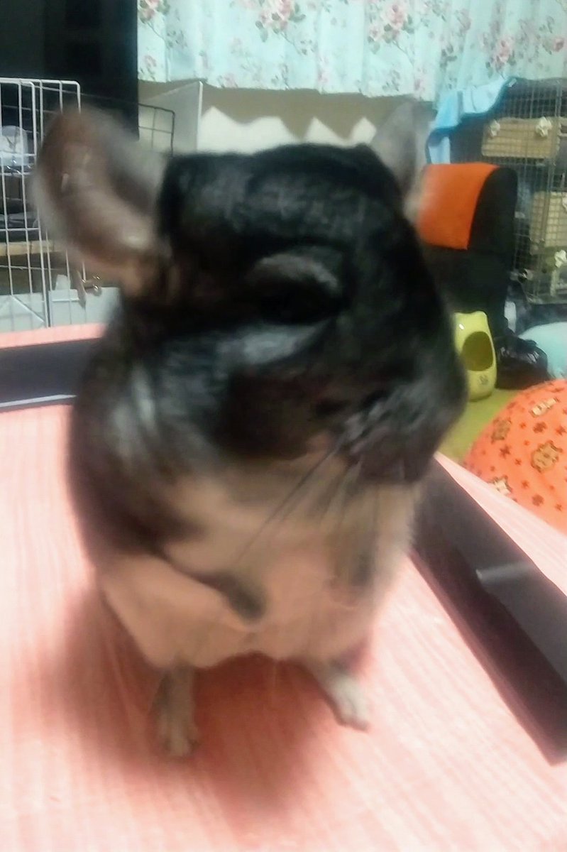 mofuchan0301's tweet photo. putryさんさんのピンクの可愛い王冠👑💕
🐭ぼく、おとこのこだもん!やー!!フンッ!
可愛い王冠をかぶってるモフちゃんを撮らせてぇぇえ😭🙏
#チンチラ
#Chinchilla
#モフモフ
#もふもふ
#putry https://t.co/hOwU8iRHwT