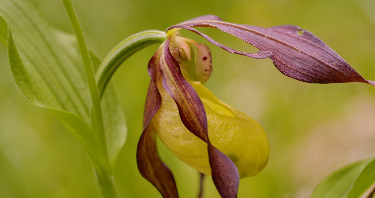 bluefrog_film's tweet photo. Apuseni Nature Parc: Plants
https://t.co/aCMo9lrFbi
#plants #wildlifefilms #natureparc #Romania https://t.co/iqxGYFTFuj