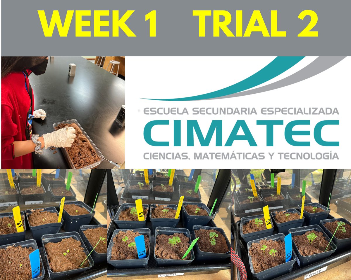CIMATECPR's tweet photo. This is the third year in a row that we have participated in trials 1 and 2 of Growing Beyond Earth. We already finished the first week with 19 of 24 germinated Misome seeds. #growbeyondearth  @GrowBeyondEarth @getMARSfarm #puertorico #caguas https://t.co/ejae92zJcx