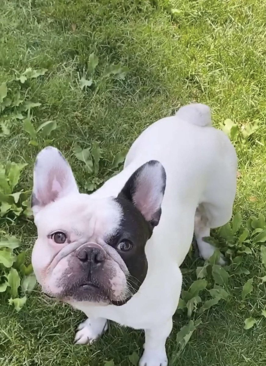 pouyanroohii's tweet photo. gm ☀️ Its billi 🐶 my big boy https://t.co/3lVTFQILm9