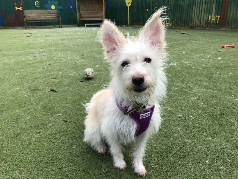 Please retweet, with animal shelters across the UK full due to the cost of living crisis and end of lockdown, please consider adopting or fostering a cat, dog or rabbit 

LIST OF  REGISTERED CHARITIES UK 👇
animaladoptions.uk/registered-res………

#England #Wales #Scotland #cats #dogs