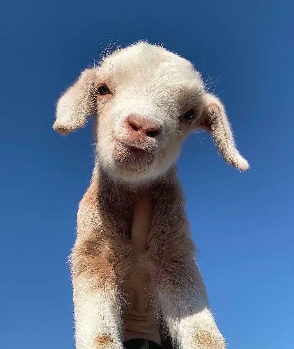 Are you up yet? It's Monday!

Click here to shop goat approved styles! >> bit.ly/3l5eD8z

#weardoyounaadam