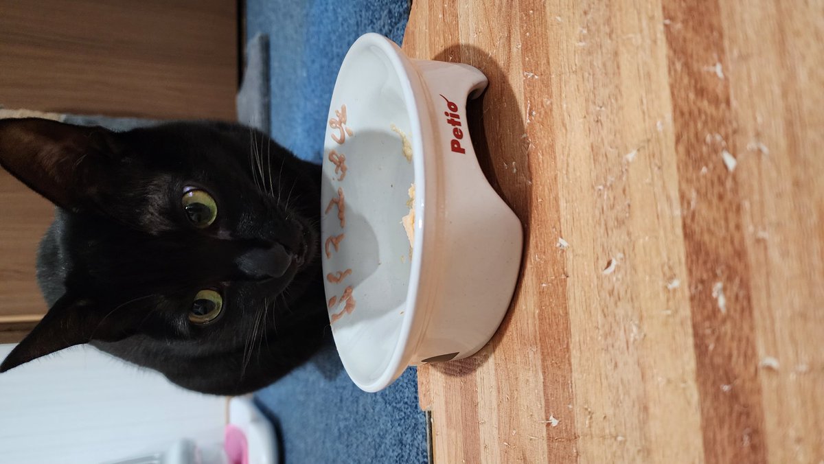 🎉🎂Happy Birthday 🎂🎉
潤ちゃん、4歳を迎えることが出来ました👌
 
2年前FIP発症してショックが大きかったけど、5.6キロ超える体でみんなと走り回って元気に過ごして嬉しい限り♥