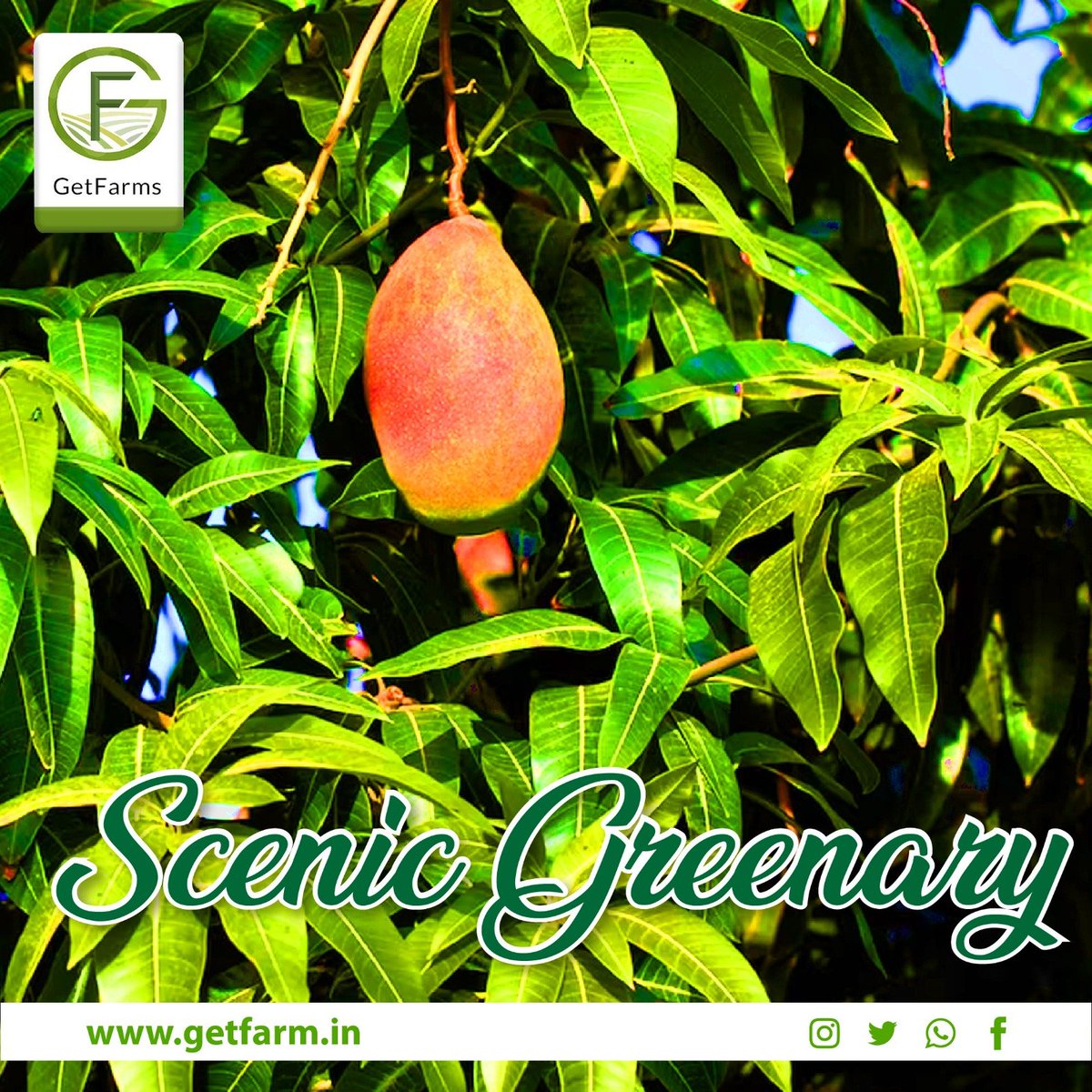 GetFarms's tweet photo. The look of Greenery is the most Refreshing and Magical Feeling One Can Experience.
#getfarms #retirementcommunity #retirementplanning #retirementlife #family #wealth #healthylifestyle #nextgeneration #farming #farming #farminglife #agriculture #organic #lifes #nature #farmland https://t.co/YZv3YwctLQ