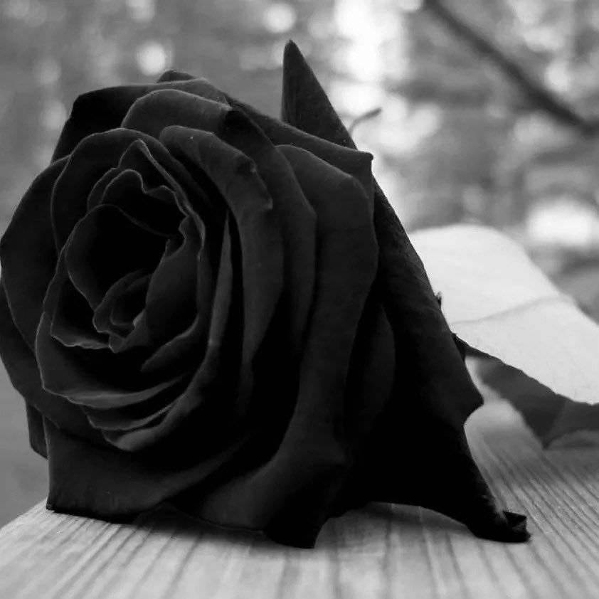 viviamperroneOK's tweet photo. Hoy hay gente q me dice q anoche no pudo dormir x la sentencia de Fernando. Si la sociedad sintiera esta empatía x cada caso de muerte violenta q vivimos, seríamos una sociedad de Amor luchando x cambiar realmente https://t.co/5ydk1muE35