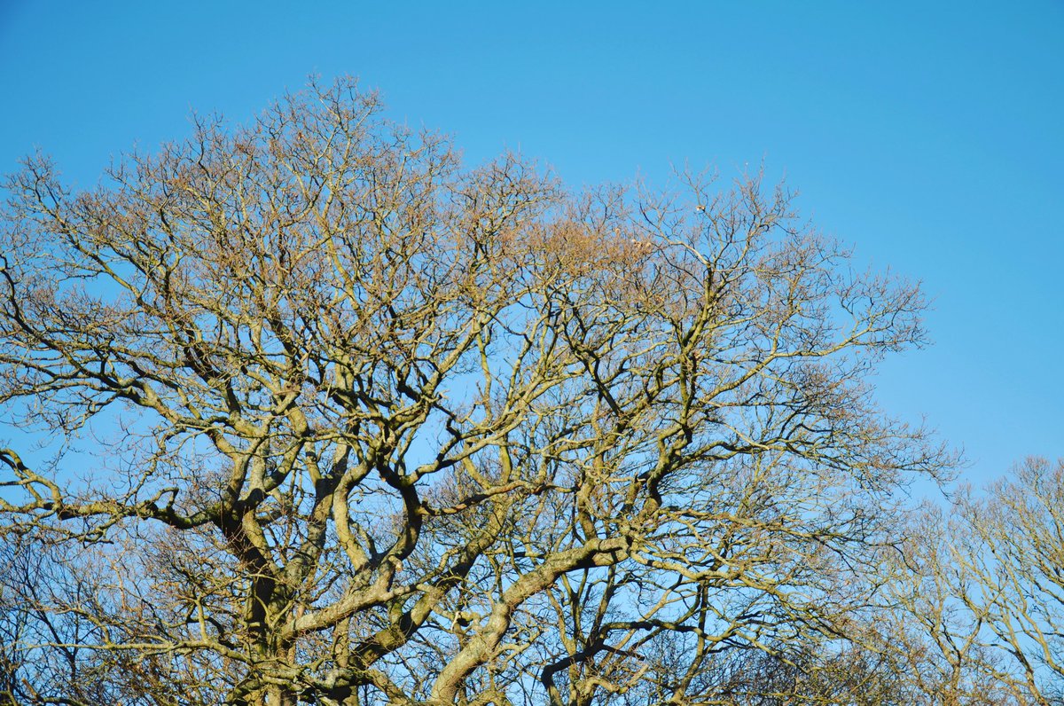 Meoncross School tweet media