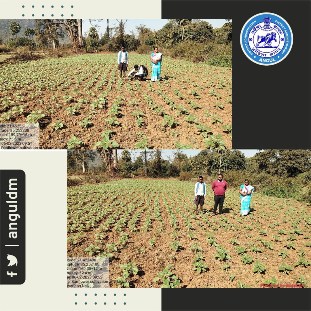 angul_dm's tweet photo. Sunflower cultivation by OPELIP's beneficiaries at village:- Kantala in Saida GP under IFAD's intervention by OPELIP Odisha #PaudiBhuyanDevelopmentAgency #PBDA #Jamardihi #Pallahara #Angul for Rabi-2022-23. https://t.co/AbBSmV6pGO