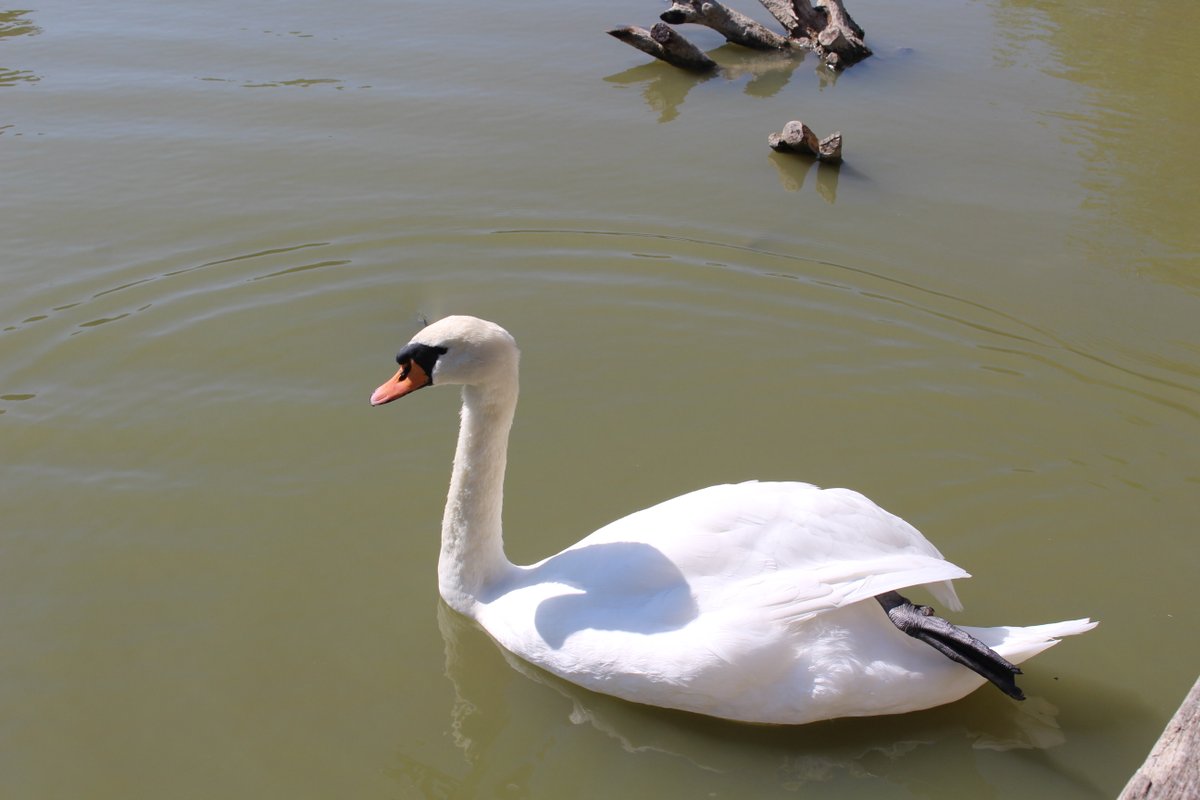 departement17's tweet photo. 🥳#IDsorties17 #VacancesDhiver
Visite Guidée du Marais aux Oiseaux🐦
Tt au long du parcours, un guide nature vs accompagne & vs fait partager ses connaissances sur la biodiversité présente
15 & 22 fév
Dolus d'Oléron #EchappéesNature
de 14h30 à 16h
👉https://t.co/D1USQBublC https://t.co/HM8XvLSSpP