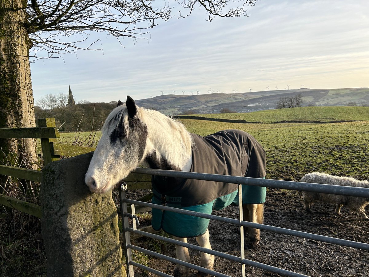 We have been so fortunate to have had the support of a substantial grant from the @PetsAtHomeFdtn over the last six months, helping to fund the horses food and bedding and the vet bills. Thank goodness! Gavin under Vet care just now. Speedy recovery Gavin! #charity #Horses