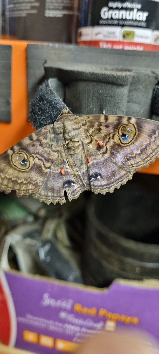 Was admiring the markings on this moths when I noticed it had a few hitch-hiker red mites. Almost the size of a small tick