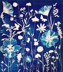 Has anyone here ever done a cyanotype? Coat some paper with Potassium ferricyanide and Ferric ammonium citrate, put some things on top of the paper, expose the paper to sunlight/UV, wash the paper in water and bobs your uncle. #techniquetuesday