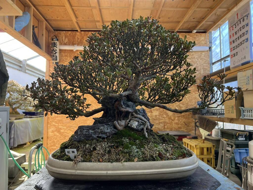 皐月　紅梅

#皐月盆栽渋谷園 #渋谷園 #shibuyaen #盆栽 #bonsai #日本 #和 #japan #素敵 #instagram #beauty #植物のある暮らし #盆栽のある暮らし #盆栽のある生活 #bonsaijapan #bonsaiart #bonsaitree #皐月盆栽 #皐月 #bonsaiazalea #satsukibonsai #国風盆栽展