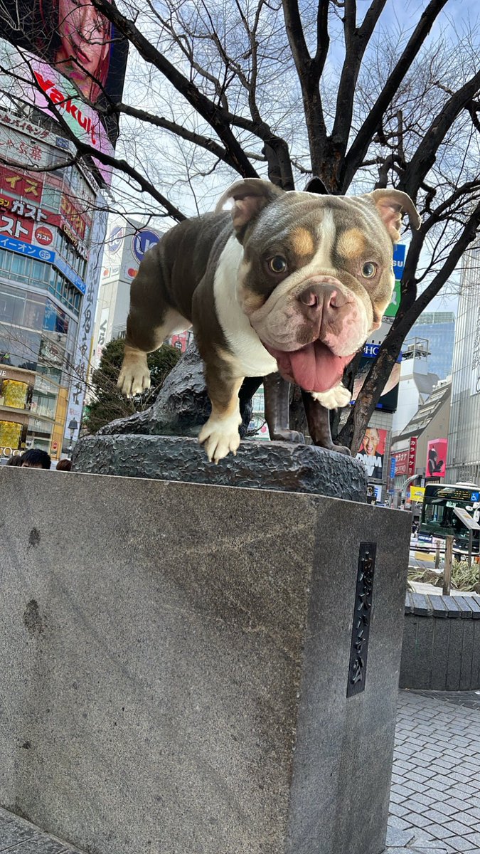 jiostamaria's tweet photo. @_maecol Astro as Hachiko in Shibuya https://t.co/8dV1ing5v2
