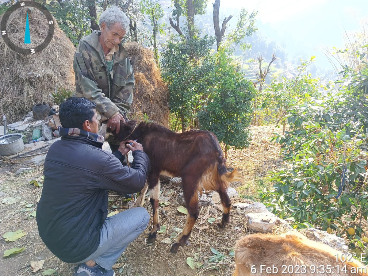 Fiubag_uscgf's tweet photo. कपकोट ब्लॉक के ग्राम पोथिंग में परियोजना से जुड़े बकरी पालकों की बकरियों का नियमित स्वास्थ्य परीक्षण एवं निरीक्षण किया गया एवं योजना की रूपरेखा से अवगत कराया गया।
@mdusgcf @UswdbCeo @basava_ias @MdNcd @Uttarakhandcoo1 @cvobageshwargm1 @goat_himalayan #usgcf https://t.co/rpFMFSlvNn