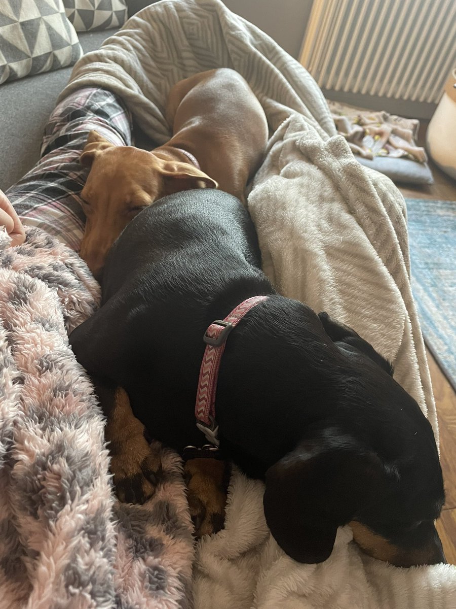 heather_duffer's tweet photo. Resting ahead of chemotherapy starting next week. Grateful for my therapets, Parsnip &amp; Pumpkin and my incredible husband for looking after me.  #braincancersucks
#cancersucks
#FUCANCER
#therapet
#miniaturedachshunds https://t.co/4MvZ2OoihE