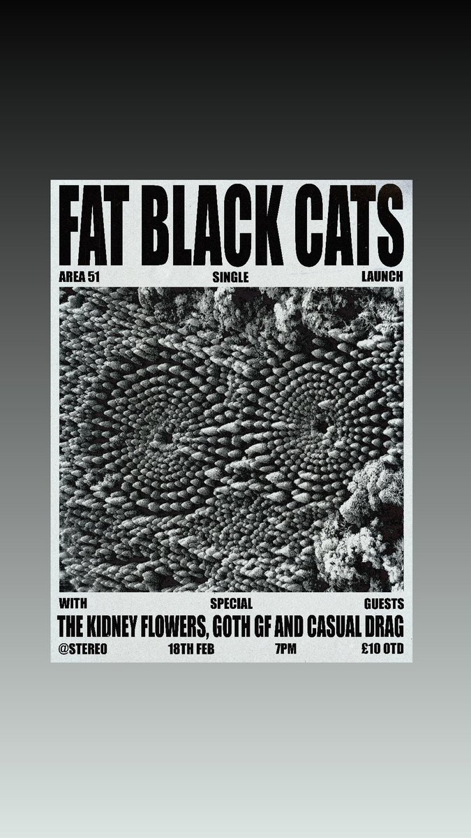 FAT BLACK CATS (@fat_black_cats) on Twitter photo 