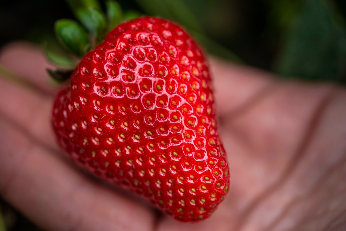 globalplantgen tweet picture