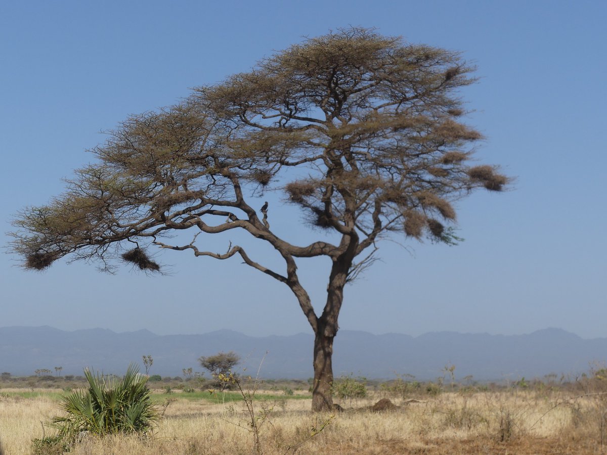 The National Park that's in the County in the center of Kenya nation.africa/kenya/counties… 

#MeruNationalPark #zurunakws #zurumerupark <a href="/MysticalMeru/">Mystical Meru</a>  #merucounty