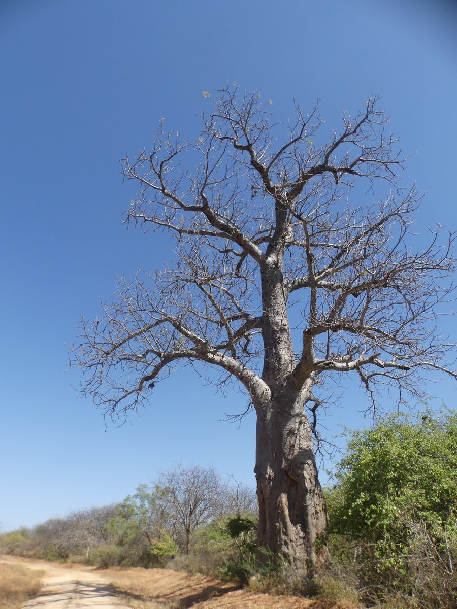 PhotosForTrees's tweet photo. The National Park that's in the County in the center of Kenya
#MeruNationalPark #zurunakws #zurumerupark #merucounty #BirdsSeenIn2023 https://t.co/yFidSRsQGv