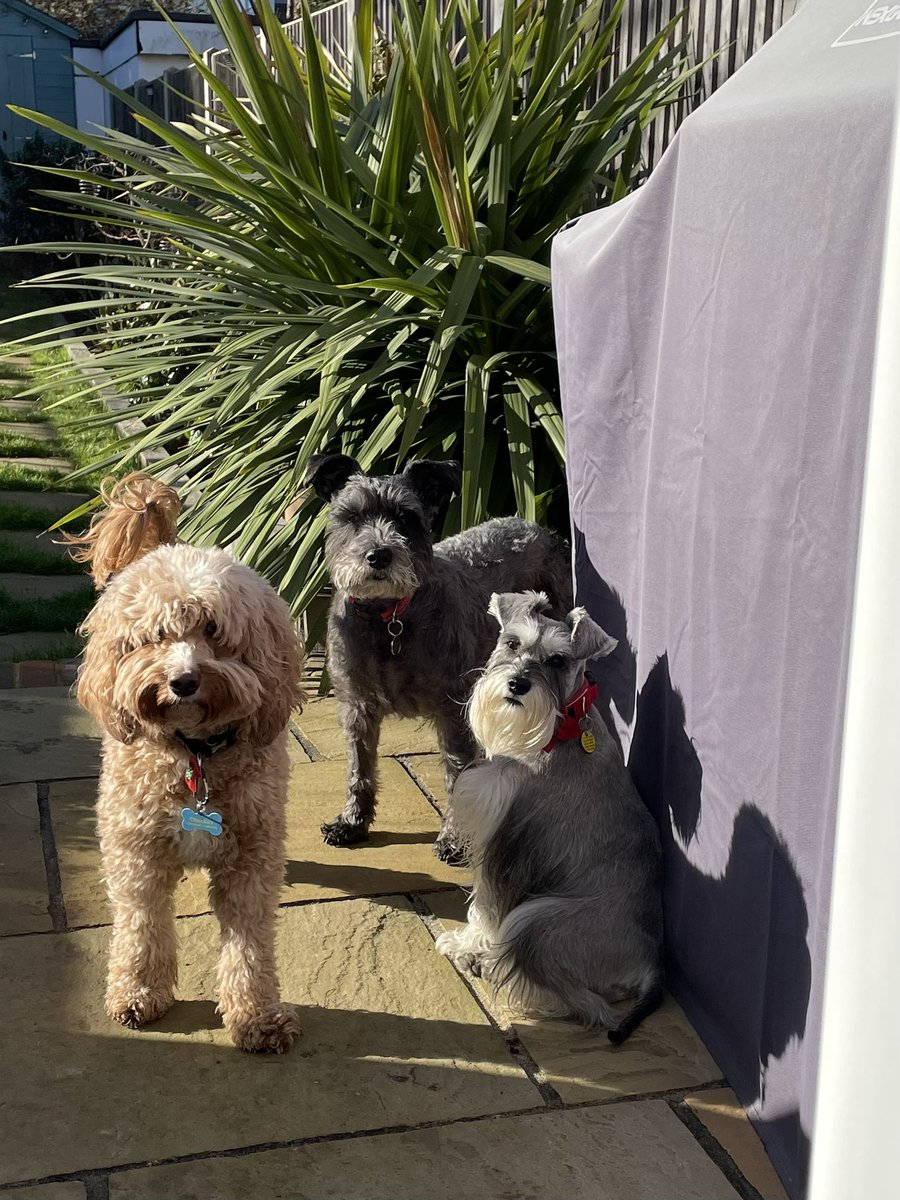 CCCDogCare's tweet image. Why do this bunch look like they’ve been up to no good? 🐾😂
#mischievousdogs #tripletrouble #homefromhomedogboarding #localpetsitter