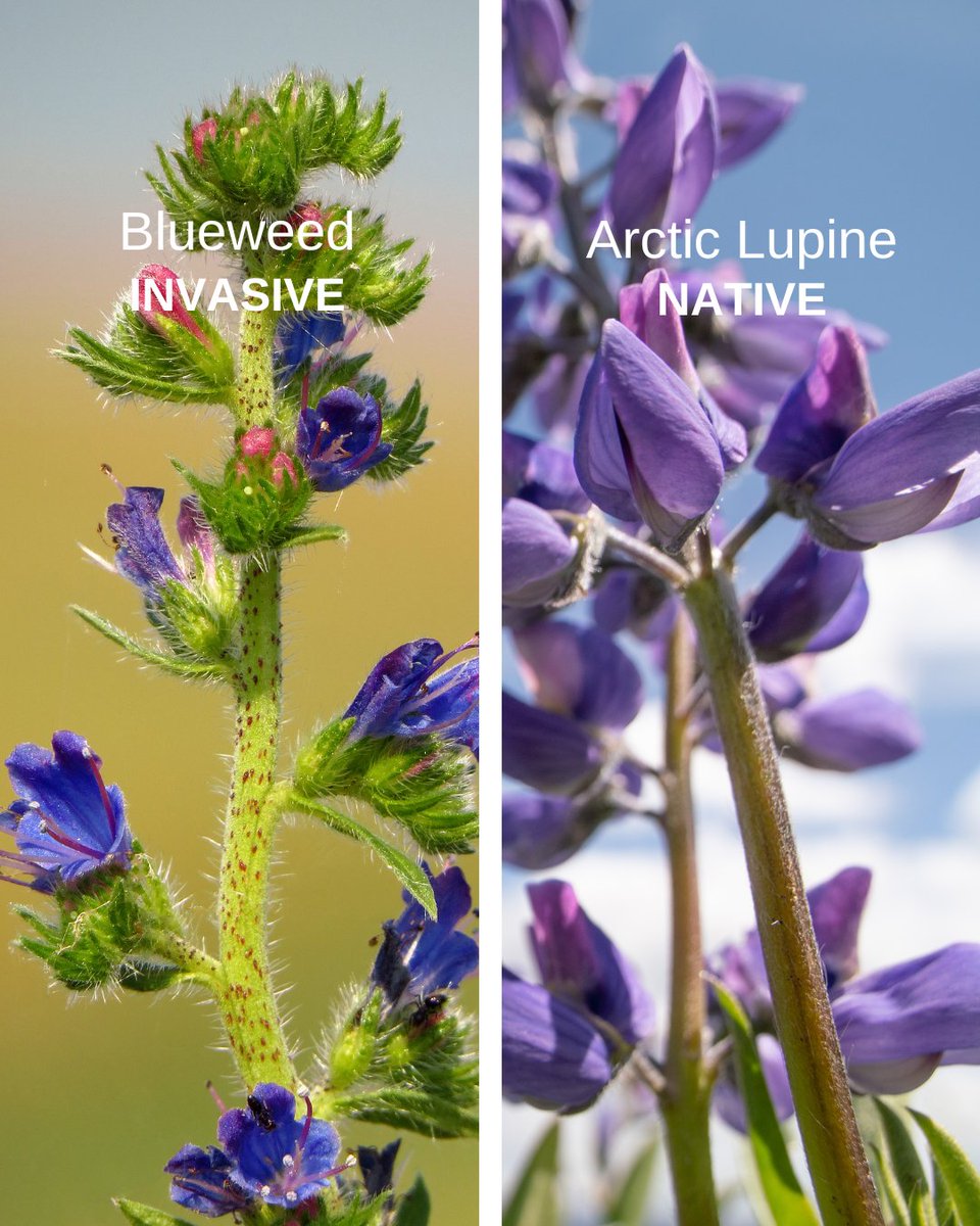 LRinvasives's tweet photo. Both of these plants grow tall spikes with blue blooms; however, one is invasive and one is native.
Do you know how to tell the difference? π€
#InvasiveVSNative #NativeVSInvasive #BlueFlowers #PlantWise #DroughtTolerant #Lupines #ArcticLupine #Blueweed #InvasivePlants https://t.co/r2CjypYwQU