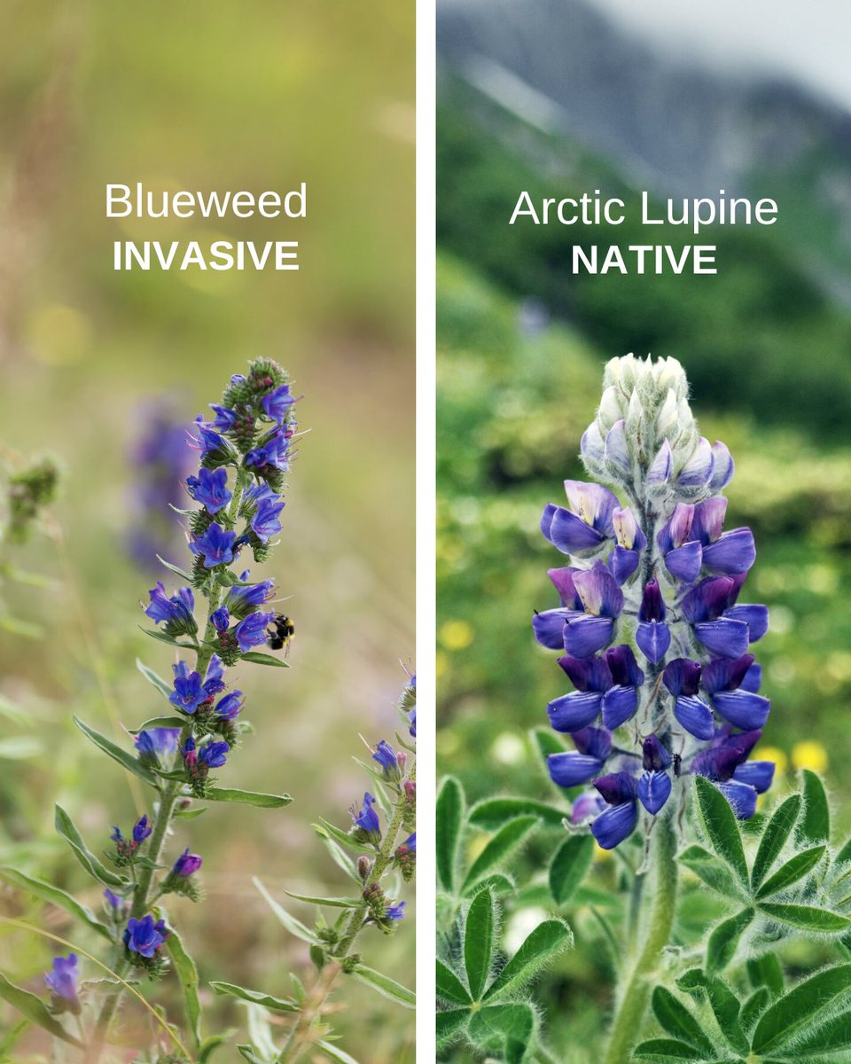 LRinvasives's tweet photo. Both of these plants grow tall spikes with blue blooms; however, one is invasive and one is native.
Do you know how to tell the difference? π€
#InvasiveVSNative #NativeVSInvasive #BlueFlowers #PlantWise #DroughtTolerant #Lupines #ArcticLupine #Blueweed #InvasivePlants https://t.co/r2CjypYwQU