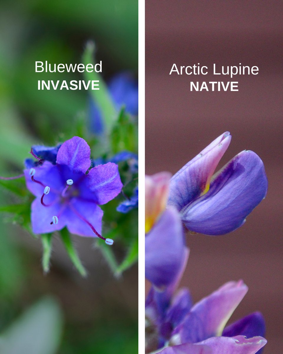 LRinvasives's tweet photo. Both of these plants grow tall spikes with blue blooms; however, one is invasive and one is native.
Do you know how to tell the difference? π€
#InvasiveVSNative #NativeVSInvasive #BlueFlowers #PlantWise #DroughtTolerant #Lupines #ArcticLupine #Blueweed #InvasivePlants https://t.co/r2CjypYwQU