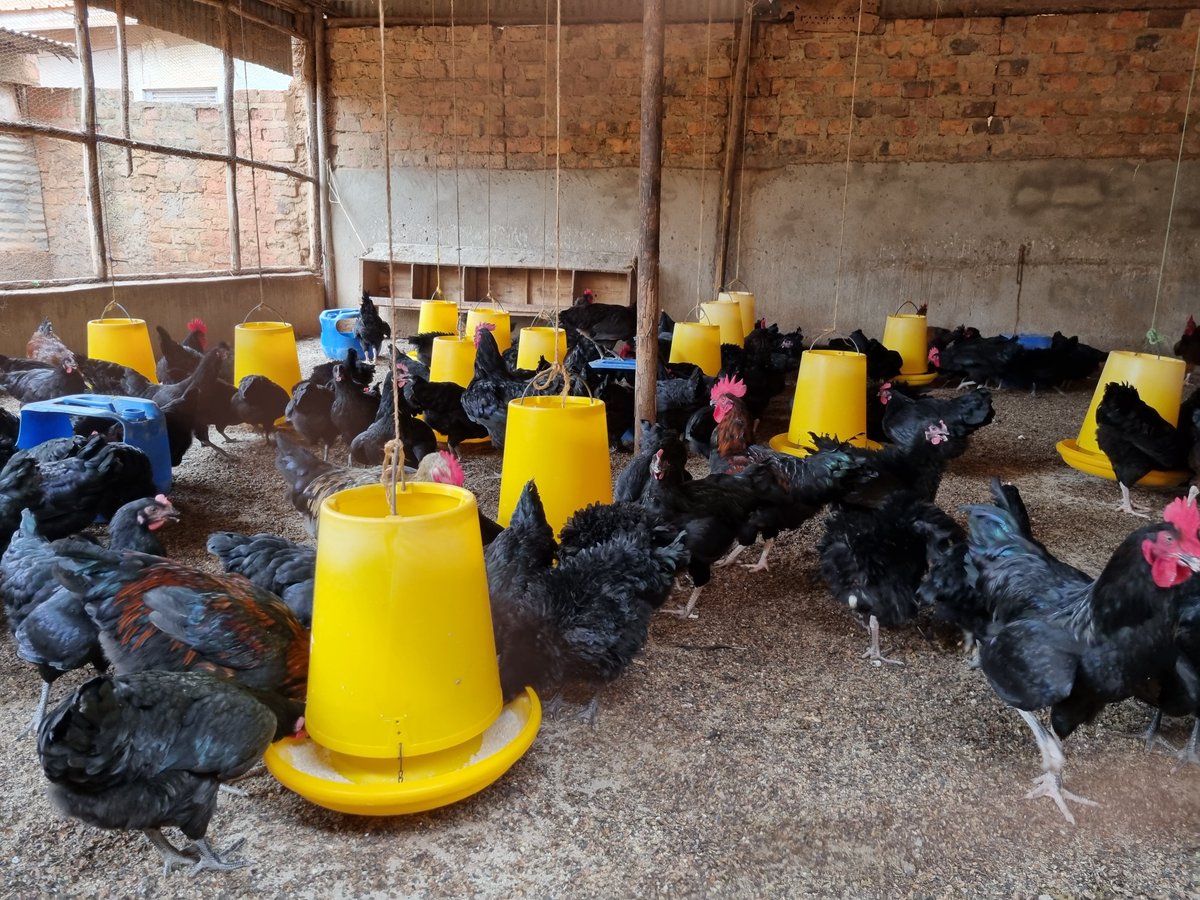 kungufarm's tweet image. Enjoy our indeginous local birds, at UGX 45,000 for cocks and UGX 35,000 for hens ...

Contact Stella 0776883260/0702883260 for ordering and delivery arrangements

Simplify order and payment through our @beyonictech page 

m.beyonic.com/sl/KkunguPoult…

#poultry #chicken #BUBU