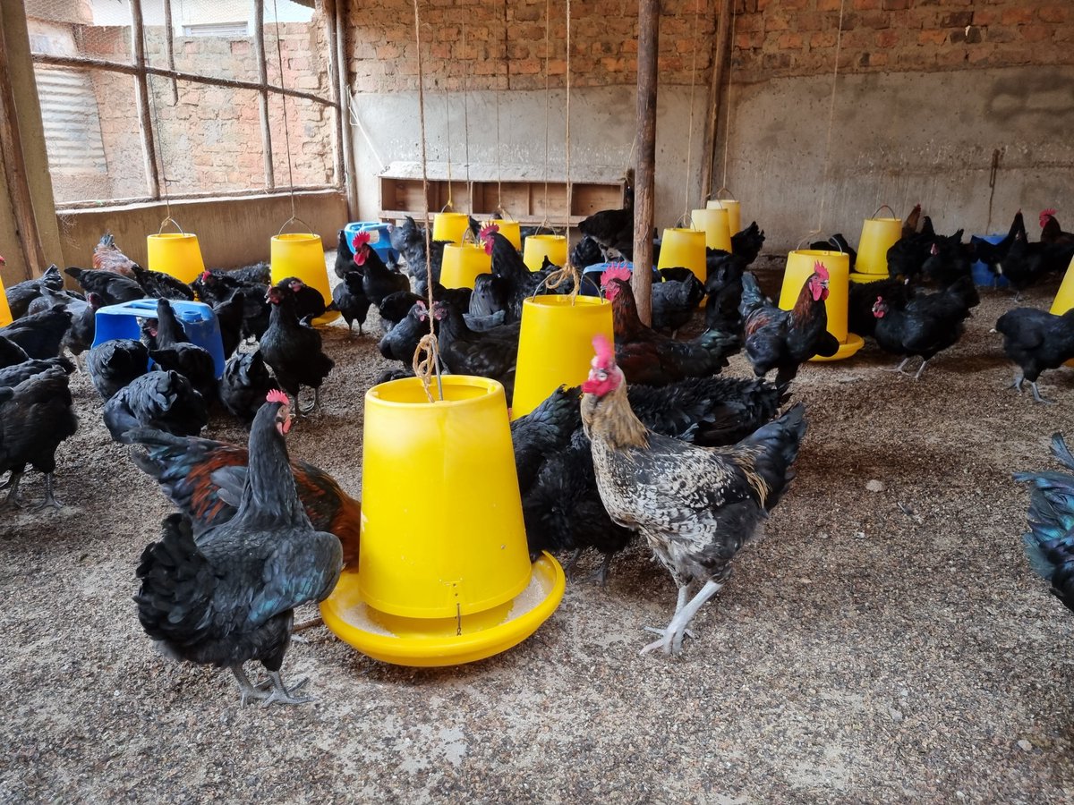kungufarm's tweet image. Enjoy our indeginous local birds, at UGX 45,000 for cocks and UGX 35,000 for hens ...

Contact Stella 0776883260/0702883260 for ordering and delivery arrangements

Simplify order and payment through our @beyonictech page 

m.beyonic.com/sl/KkunguPoult…

#poultry #chicken #BUBU