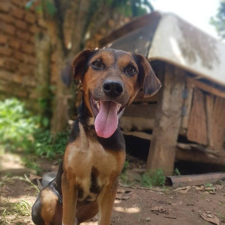 combined dog rescue tweet media