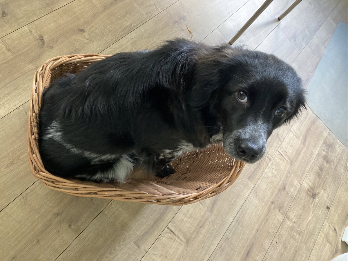 JeannetWendel's tweet photo. Kleine hondjes worden groot….Het was super leuk om samen met de pup de wereld met de fiets te verkennen, maar helaas past het niet meer. Iemand belang bij de Basil fietsmand? (Nee, niet de hond hoor!) https://t.co/uchdV7uaZS #dtv #fietsmand #basil #tekoop #Valthe https://t.co/86hGE5B3Ep