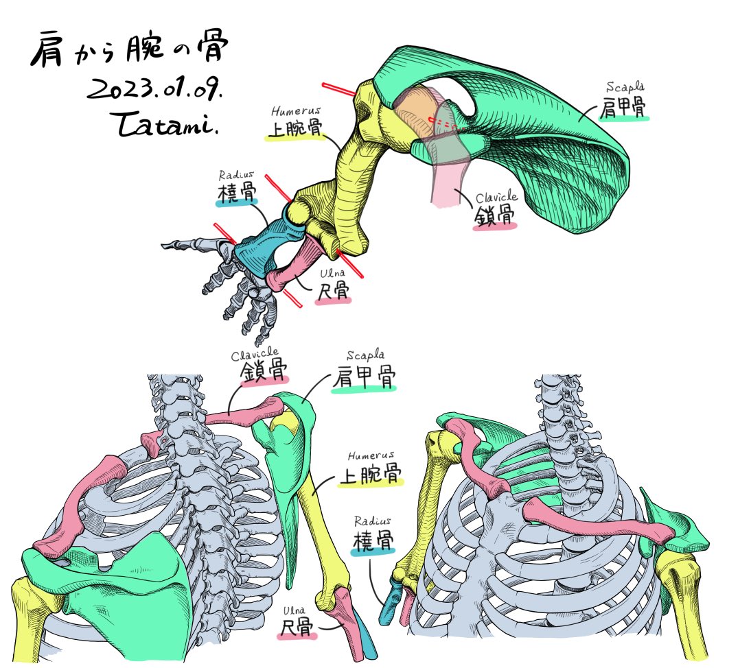 趣味で美術解剖学のスケッチを描くアカウントです。普段はゼネコンで建築設計をしています。 