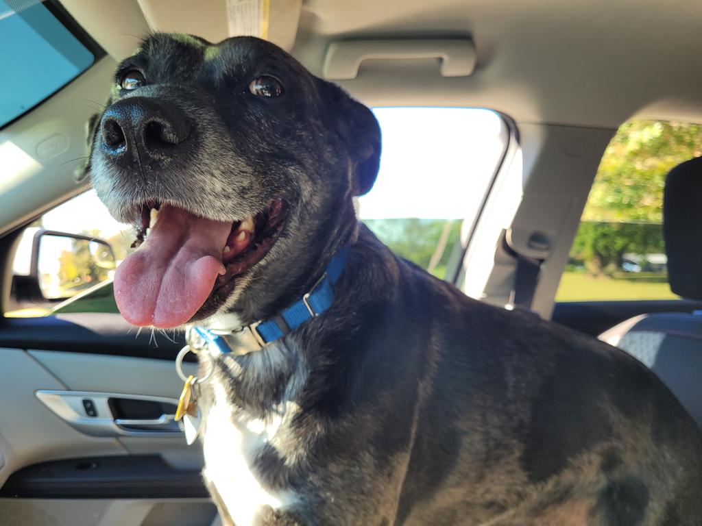 shutterpandaxo's tweet photo. @ImBrianBritain @hiitaylorblake Hi, Scout! I am Scout, too! Best boi for life! Nice to meet another Scouty-boi! ♡ https://t.co/3RyHWiYTYh