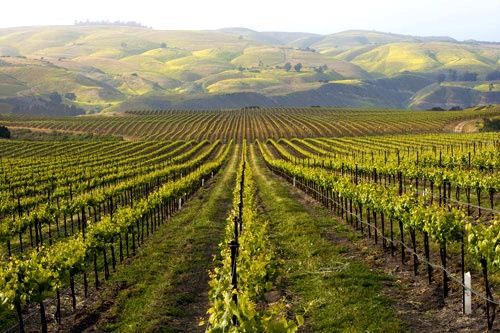 planetwineus's tweet photo. When it comes to winemaking, the grape variety, clones, and viruses are critical factors that impact the quality, flavor, and production of wine. 

https://t.co/duyCSMBJWR https://t.co/PmXcDzJy02