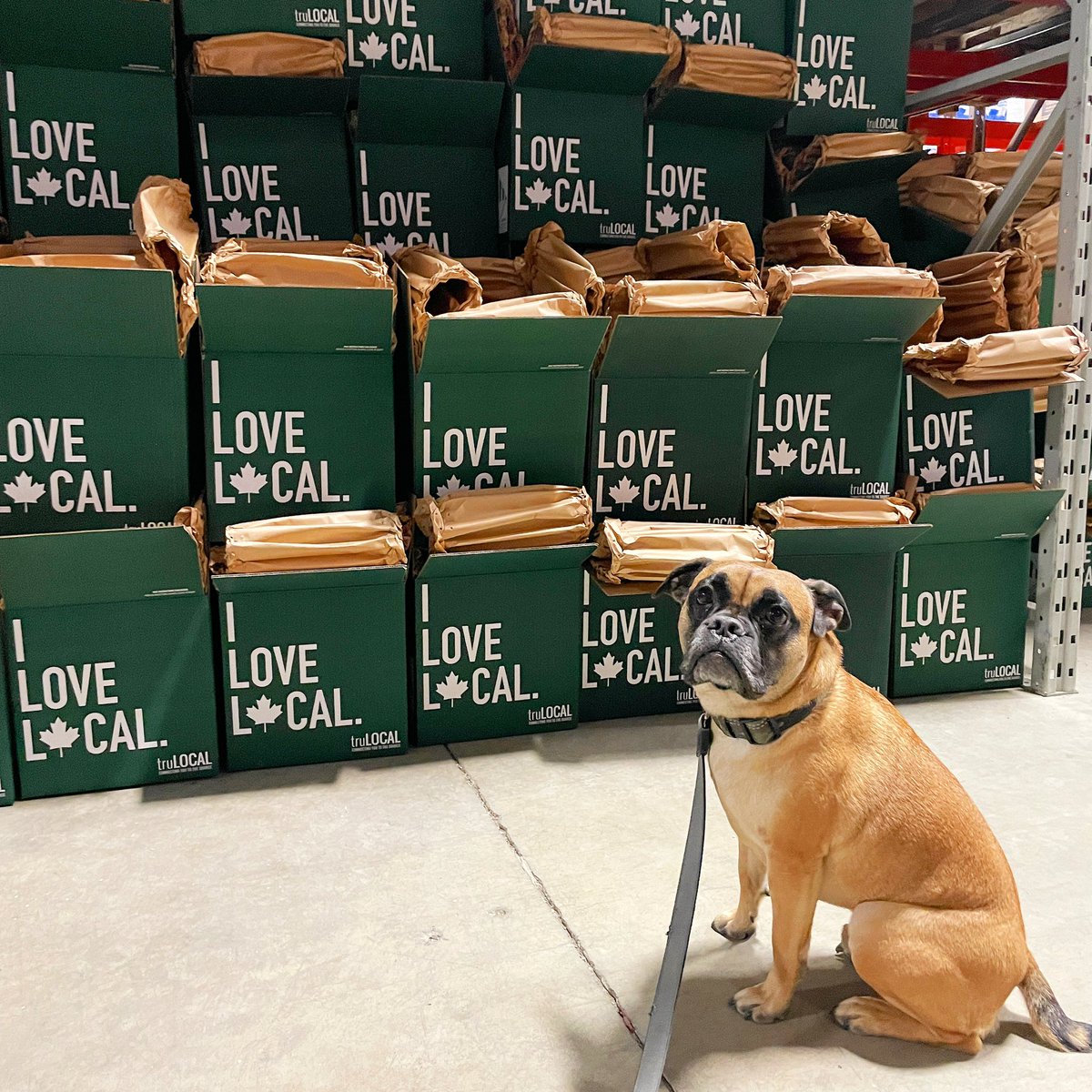 TruLocal's tweet photo. Puppy visits to the truLOCAL warehouse! Is there any better way to start the week!? 🐶 ☺️ #truLOCAL #ConnectingYouToTheSource @irms__ https://t.co/a8gbo7RXwV
