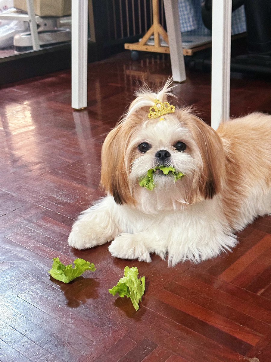 Veggie doggie is here~ 🐶🥬🥦
But you can check out my Salad Boo! on my pin tweet! Hehehe 👻🥗✨

#BotanTheShihtzu #NFTs #NFTCommunity